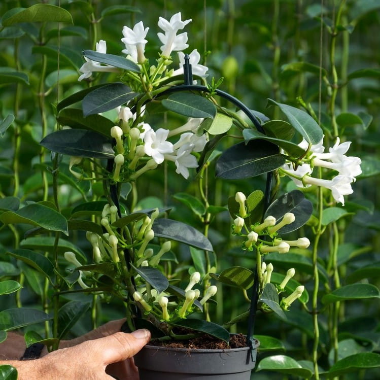 weiße orchideen kaufen Orchidee Weiss
