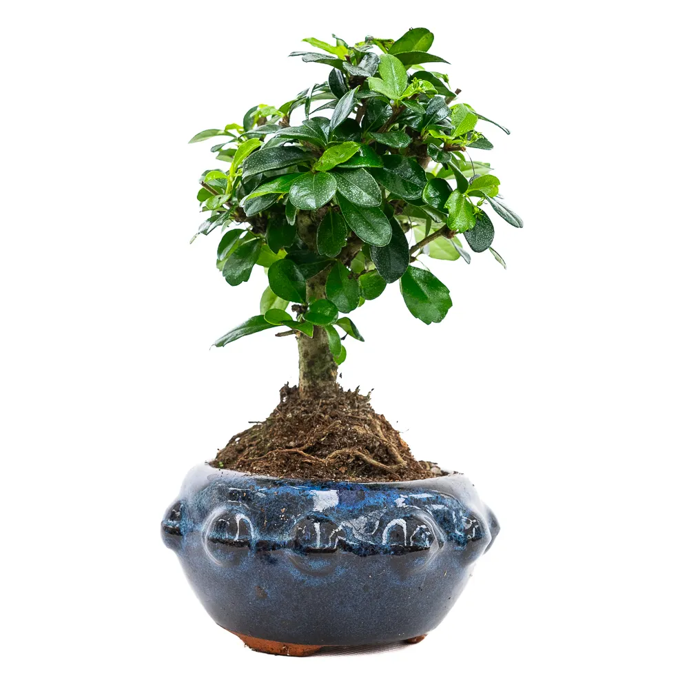 Carmona retusa BONSAI oval ~ d13 w25cm - Sklep z rolinami CocaFlora
