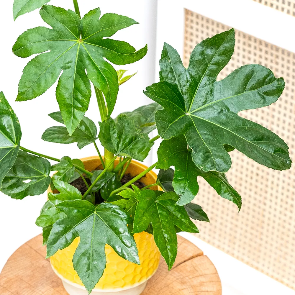 Fatsia japonica ~ 40cm