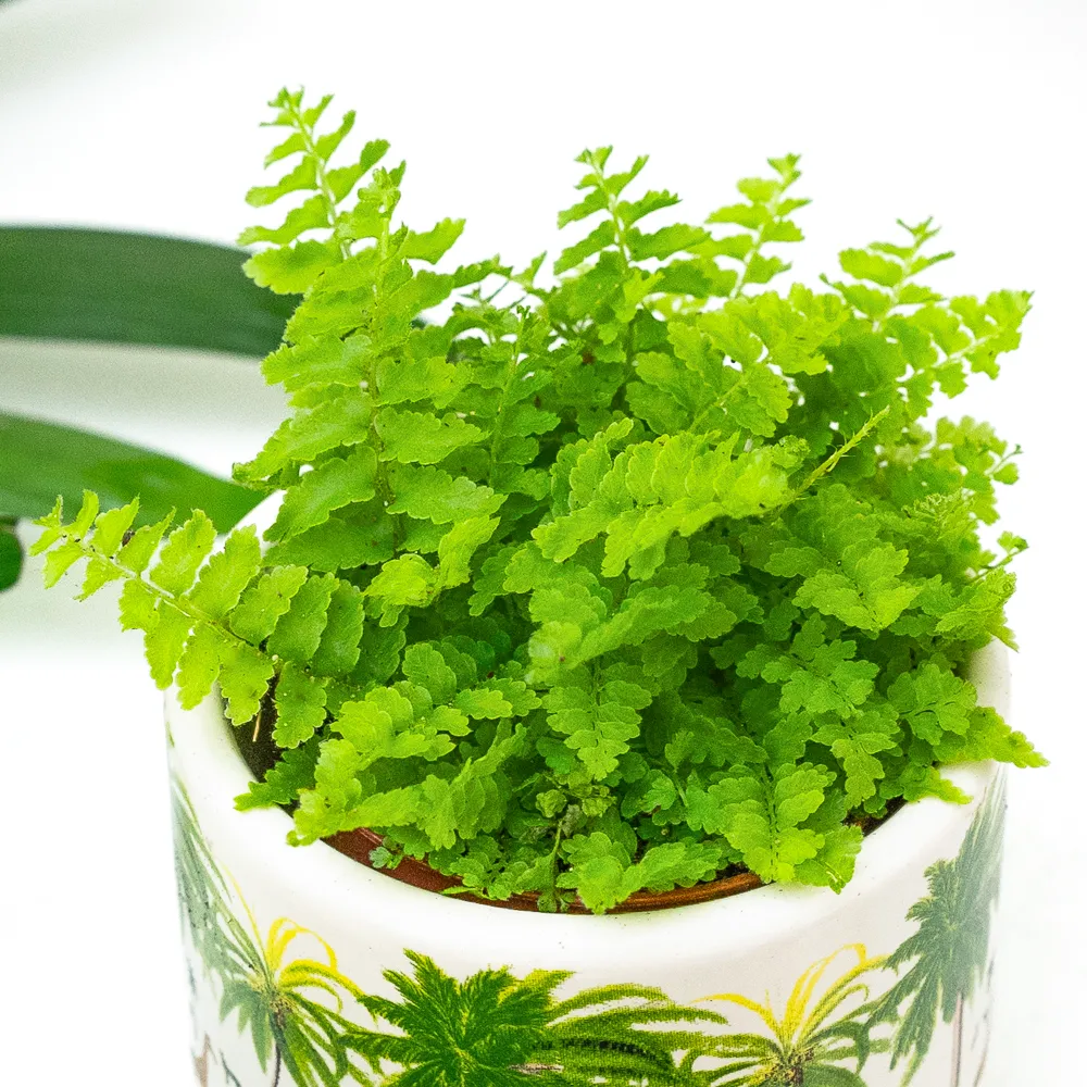 Nephrolepis 'Green Fantasy' ~ 8cm