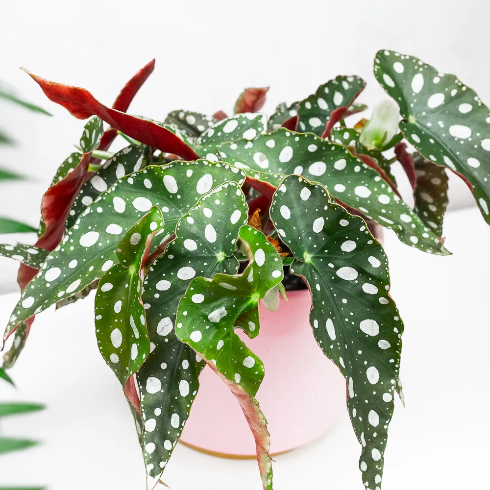 Begonia maculata 'Silver Spot' ~ 20cm