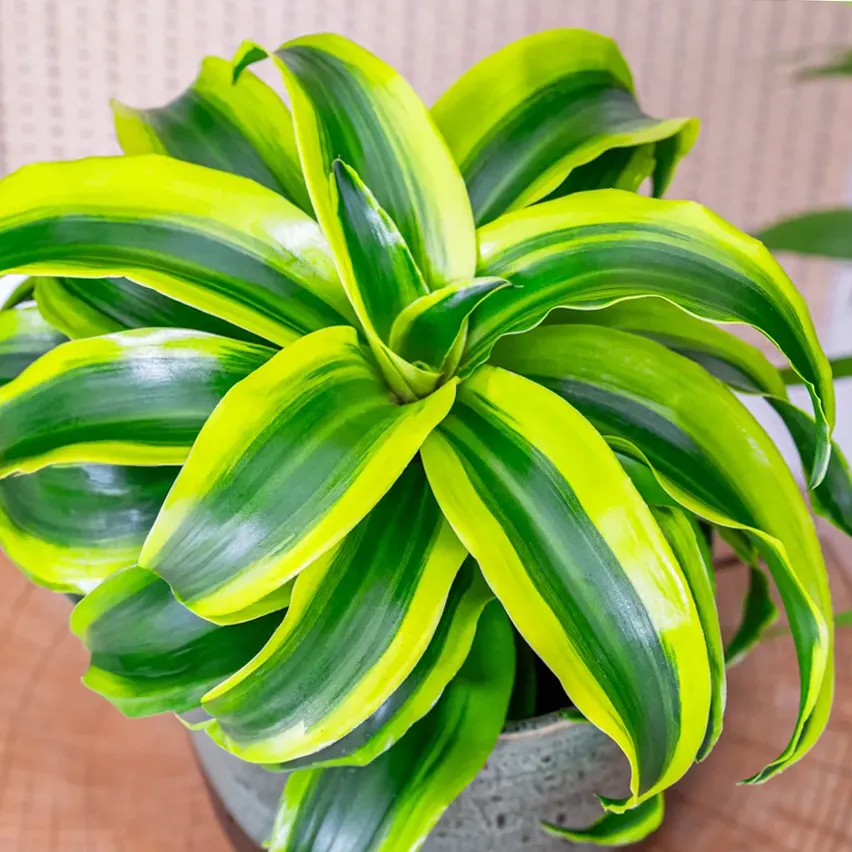 Dracaena fragrans 'Tornado' ~ 25cm - Sklep z rolinami CocaFlora