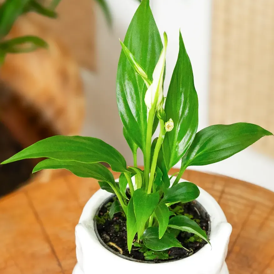 Spathiphyllum 'Chopin' ~ 15cm