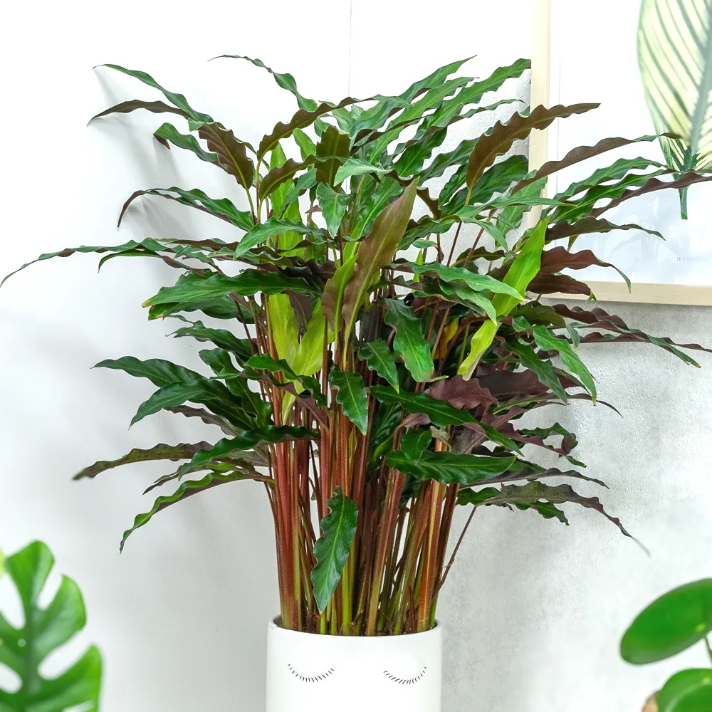 Calathea rufibarba ~ 35cm