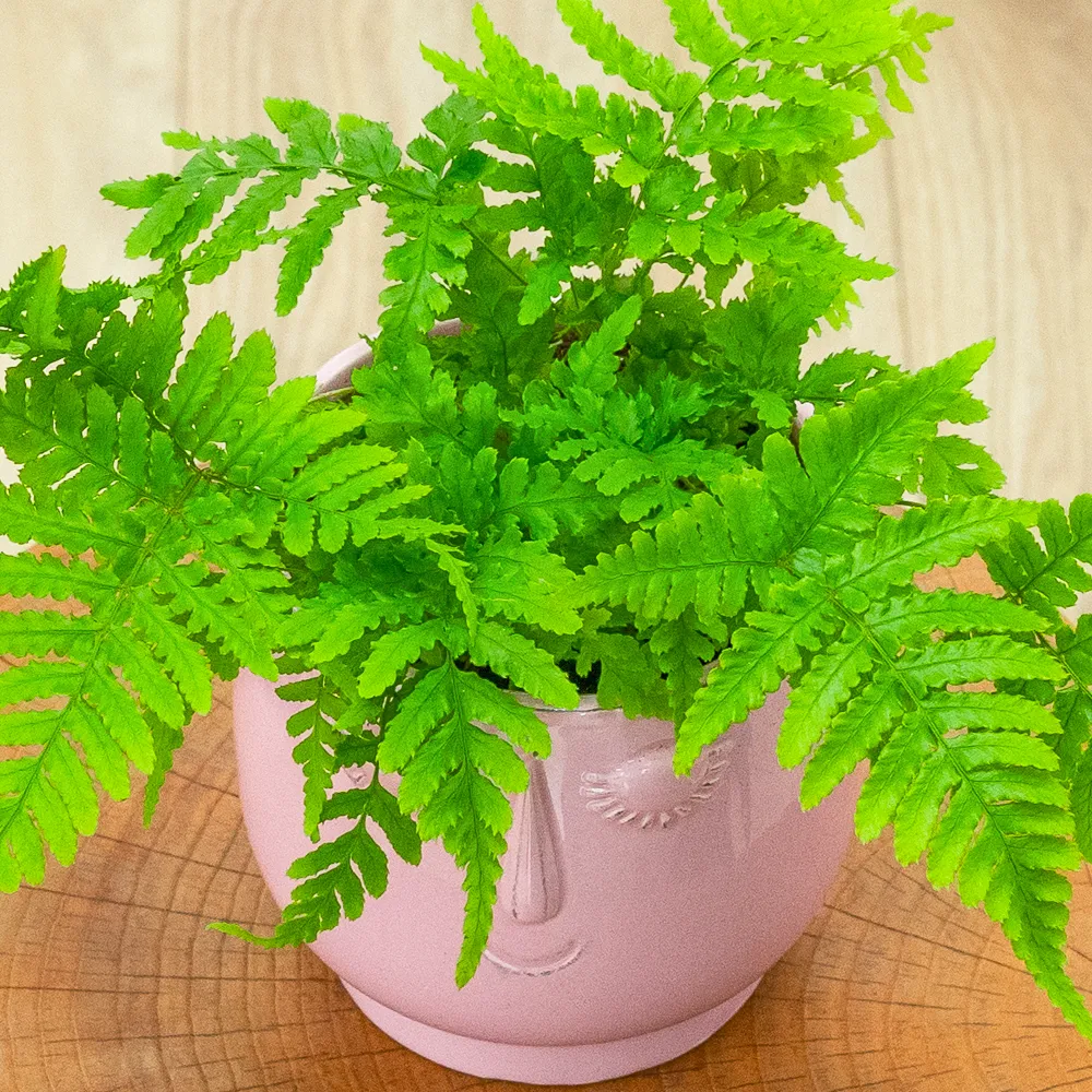 Dryopteris erythrosora ~ 15cm