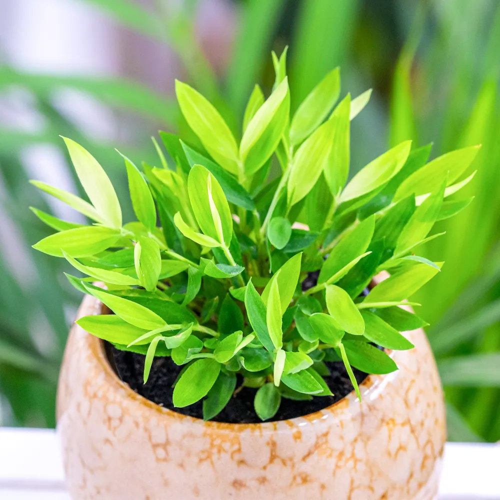 calathea stromanthe Stromanthe Triostar  VI Plant Shop