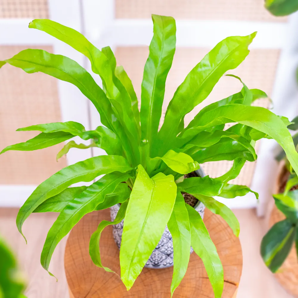 Asplenium antiquum ~ 45cm