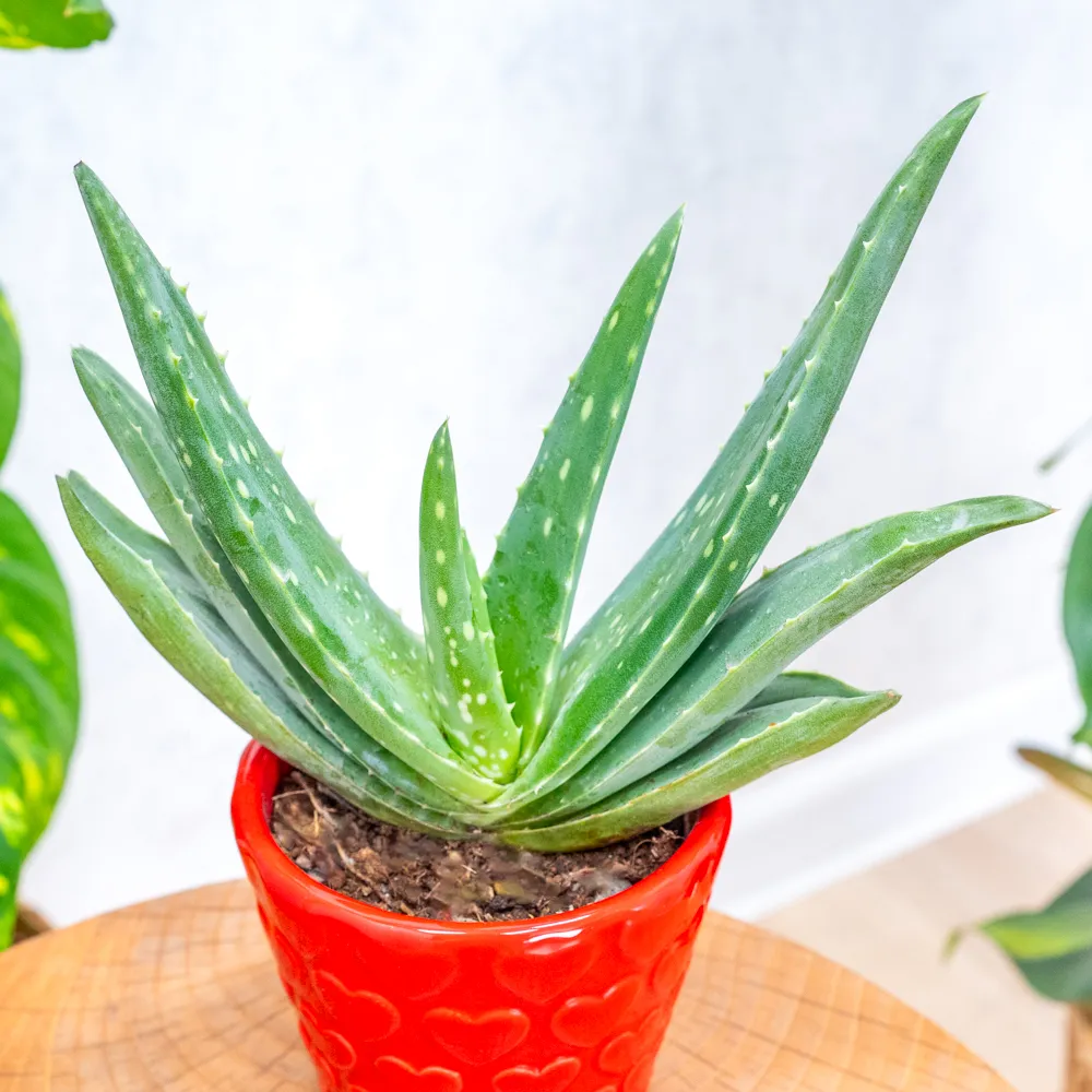 Aloe vera ~ 10cm