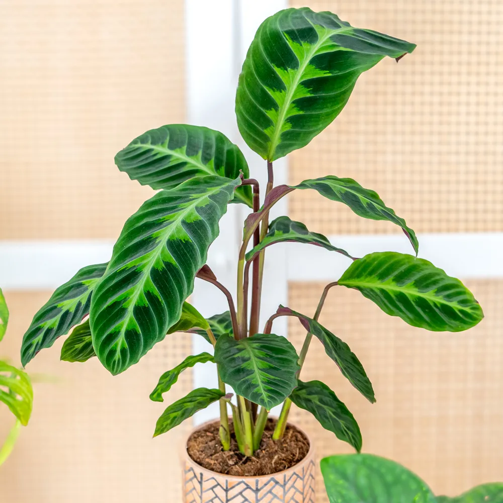 Calathea warscewiczii ~ 45cm