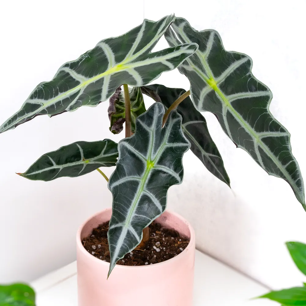 Alocasia amazonica 'Polly' ~ 30cm