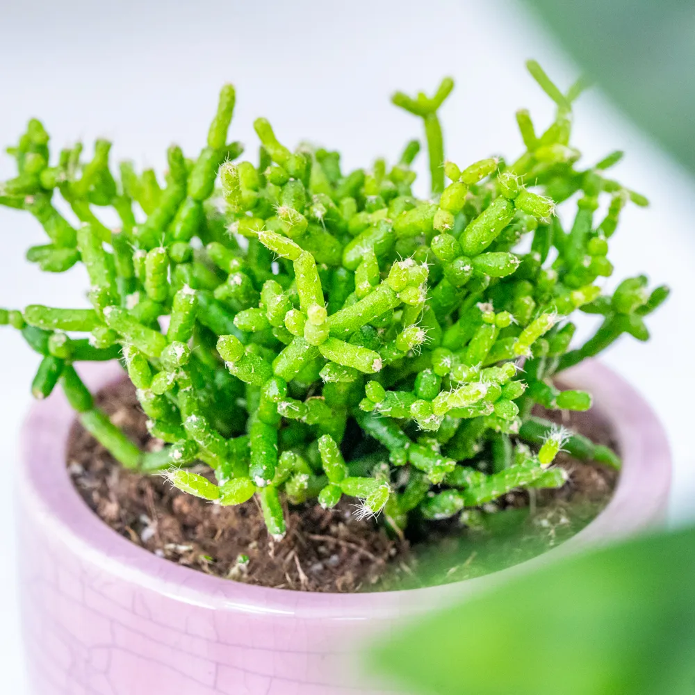 Rhipsalis cerescula ~ 8cm