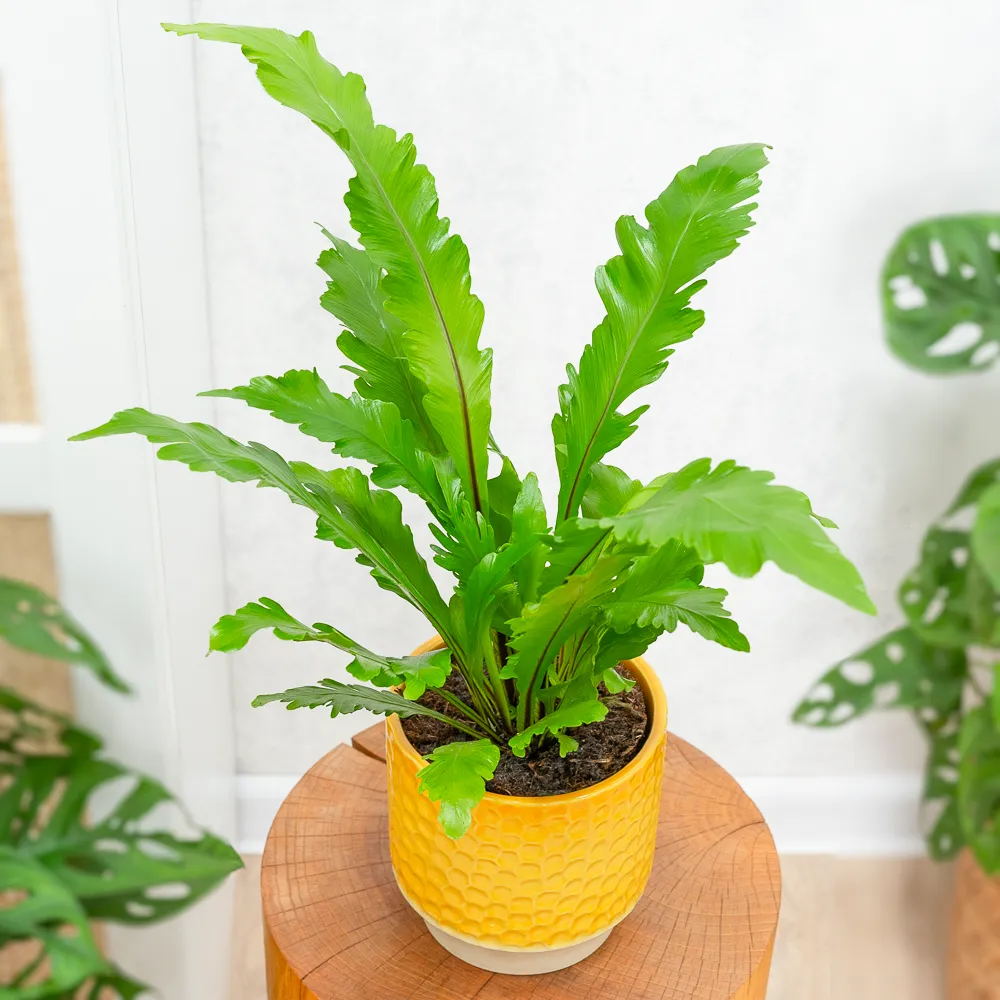 Asplenium 'Campio' ~ 30cm