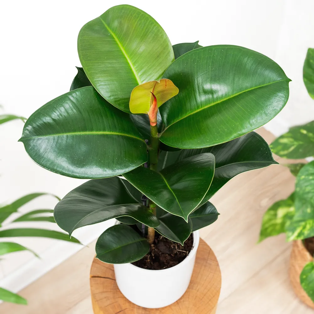 Ficus elastica 'Robusta' ~ 55cm
