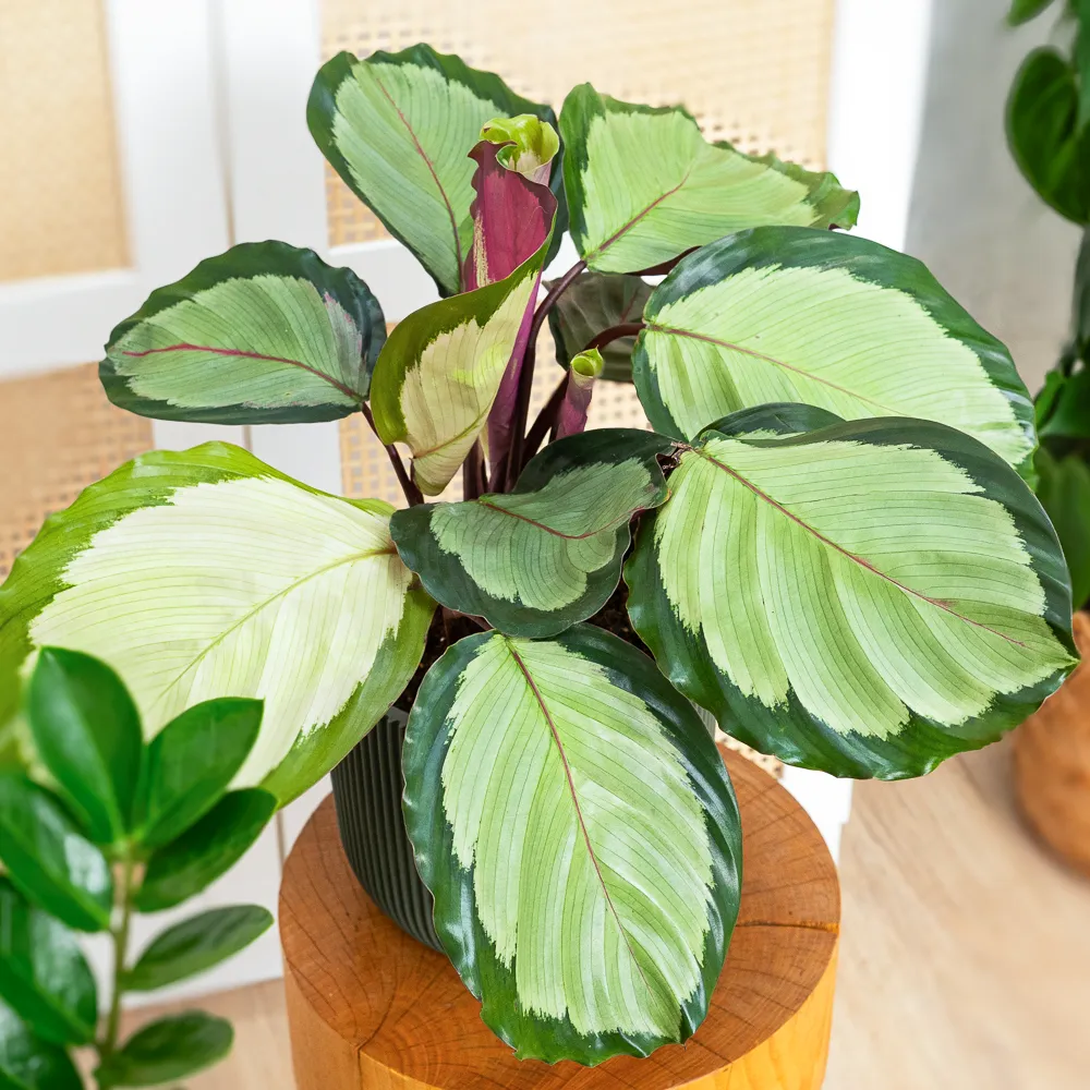 Calathea hybride ~ 40cm - Sklep z rolinami CocaFlora