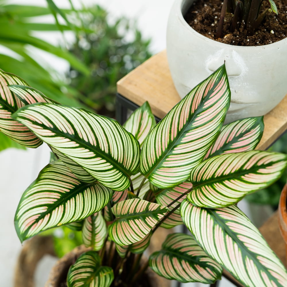 Calathea majestica 'White Star'  ~  40cm