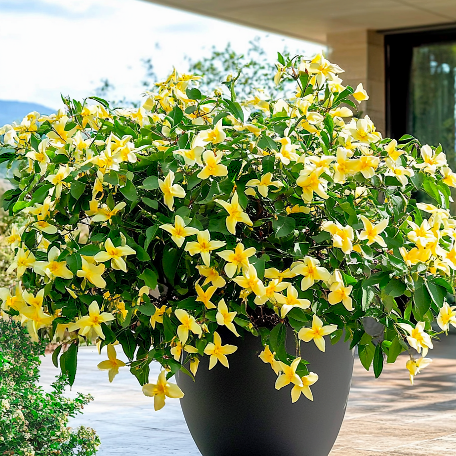 Trachelospermum jasminoides - Jaśmin 'Star Of Toscane' ~ 25cm