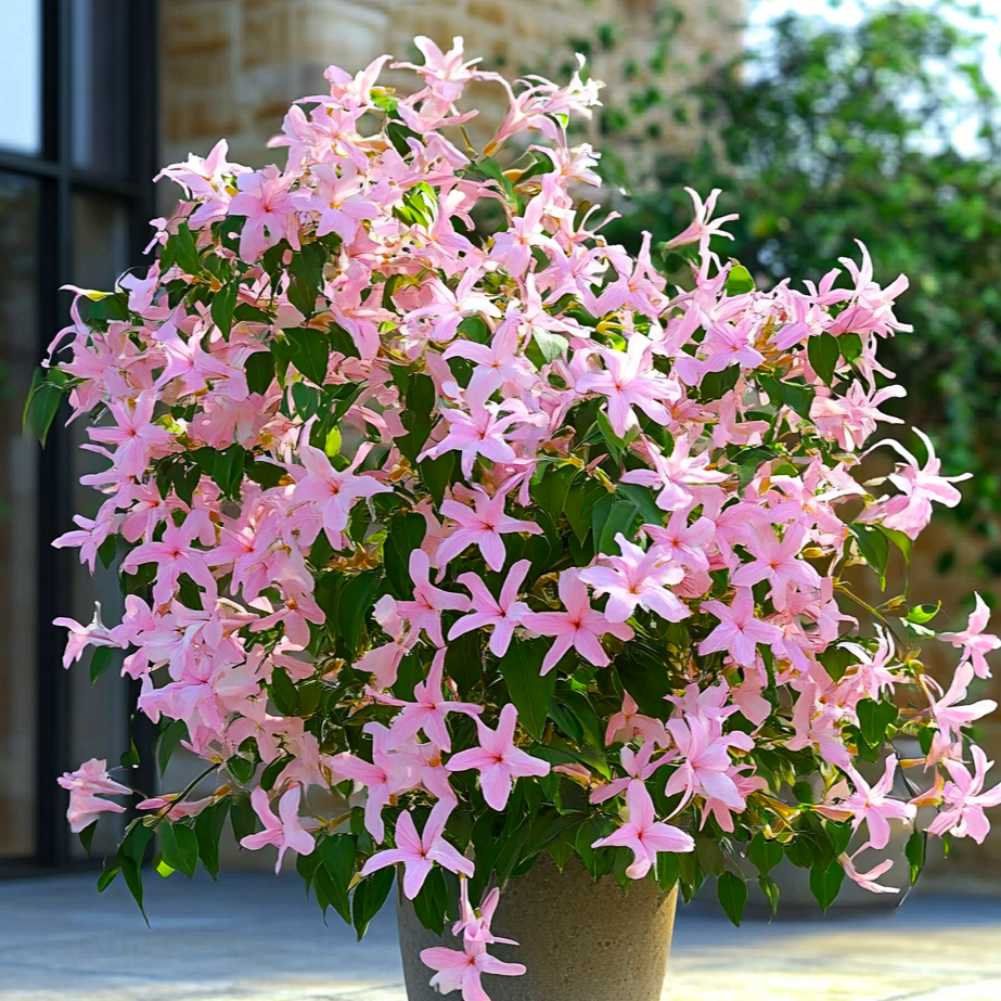 Trachelospermum jasminoides - Jaśmin 'Pink Showers' ~ 25cm