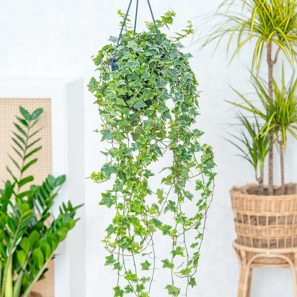 Hedera helix 'Mint Kolibri' ~ 70cm
