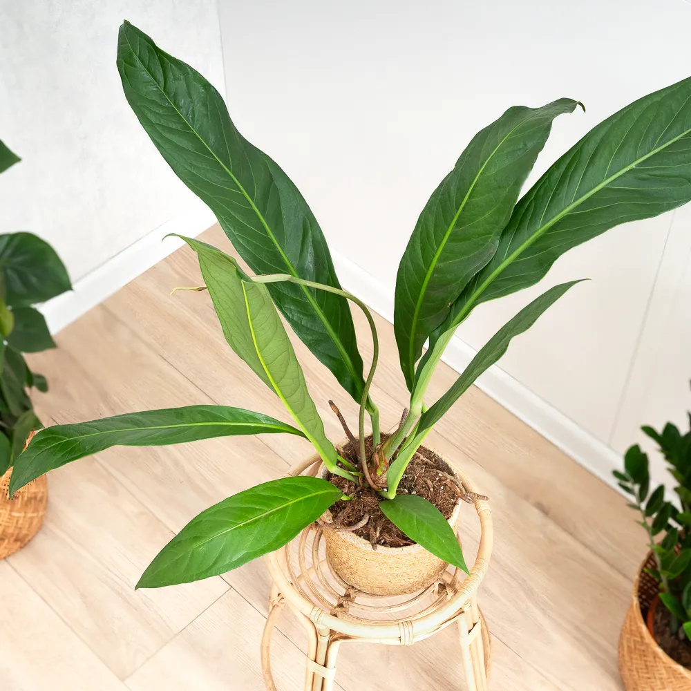 Anthurium 'Big Bill' ~ 60cm - Sklep z rolinami CocaFlora