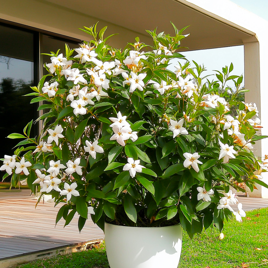Trachelospermum jasminoides - Jaśmin 'White' ~ 25cm