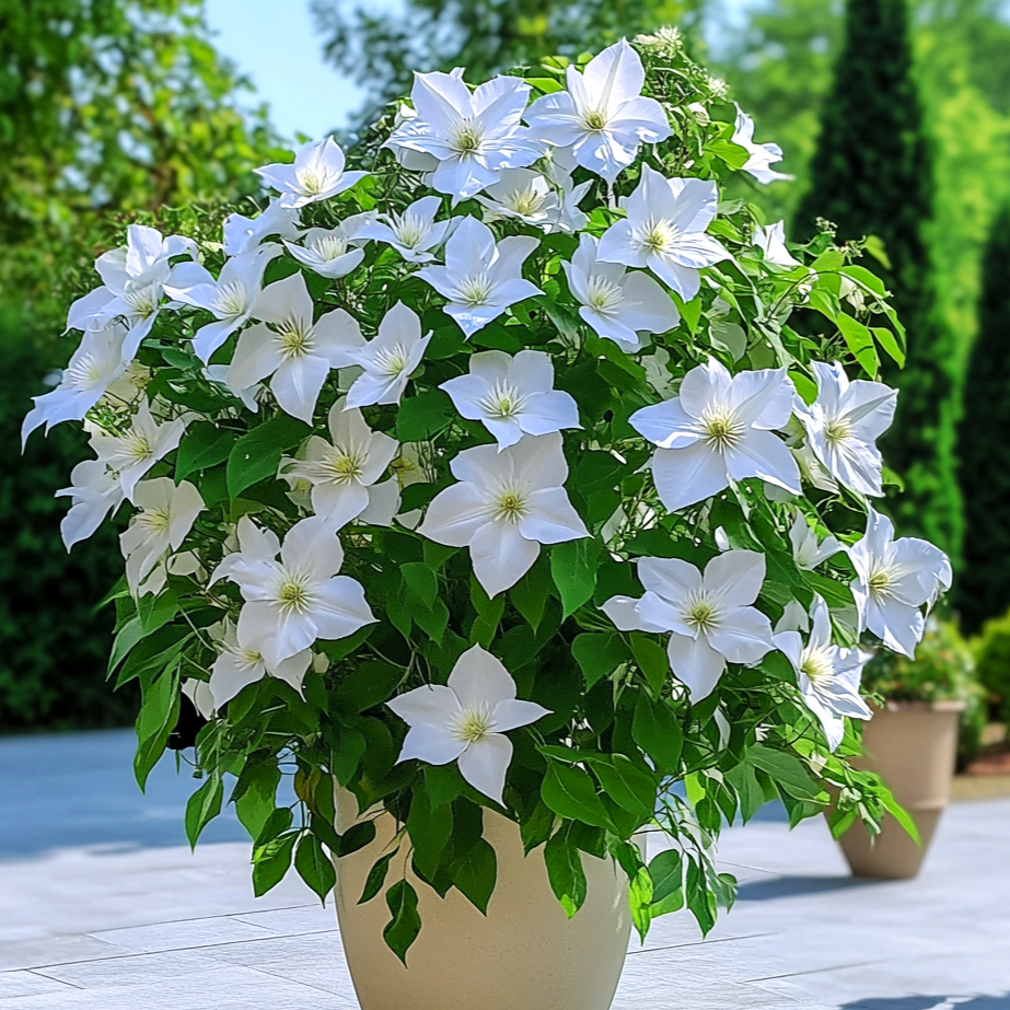 Clematis 'Henryi' - Powojnik ~ 30cm
