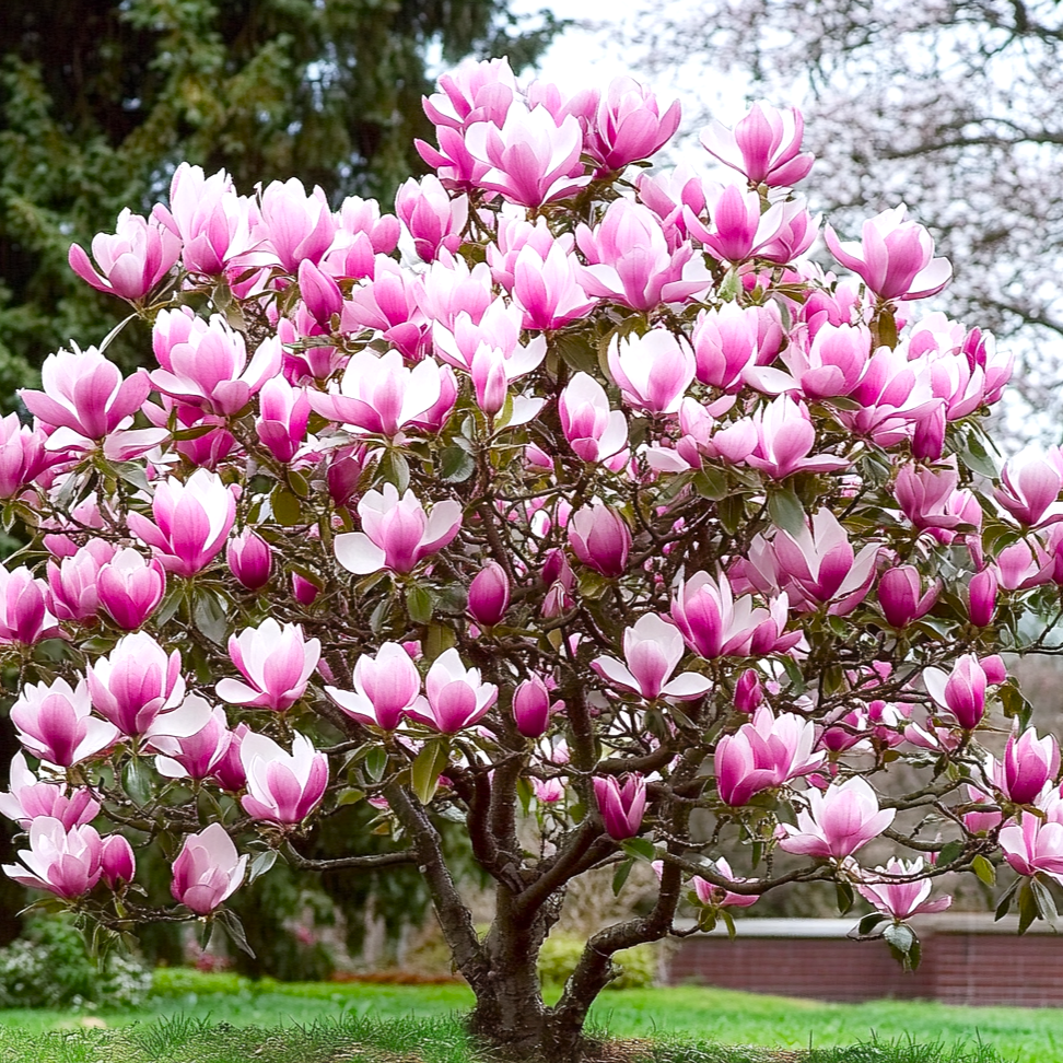 Magnolia x soulangeana - Różowa ~ 25cm