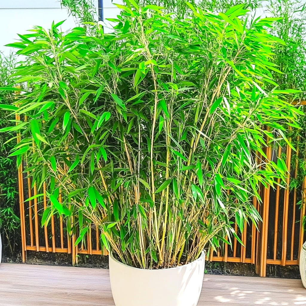 Fargesia rufa - Bambus ~ 130cm - Sklep z rolinami CocaFlora