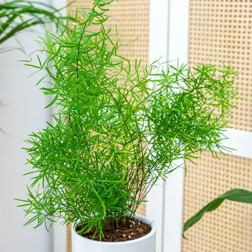 Asparagus densiflorus 'Sprengeri' ~ 25cm