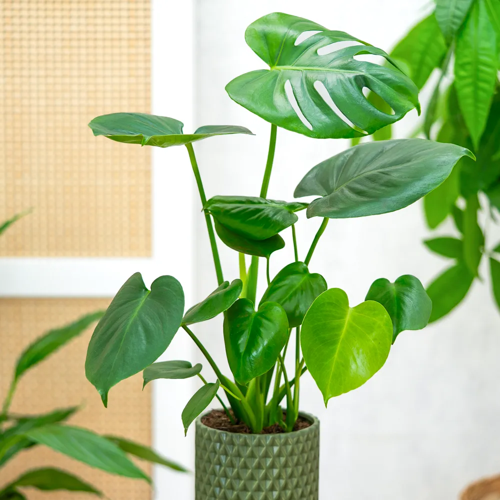 Monstera deliciosa ~ 55cm