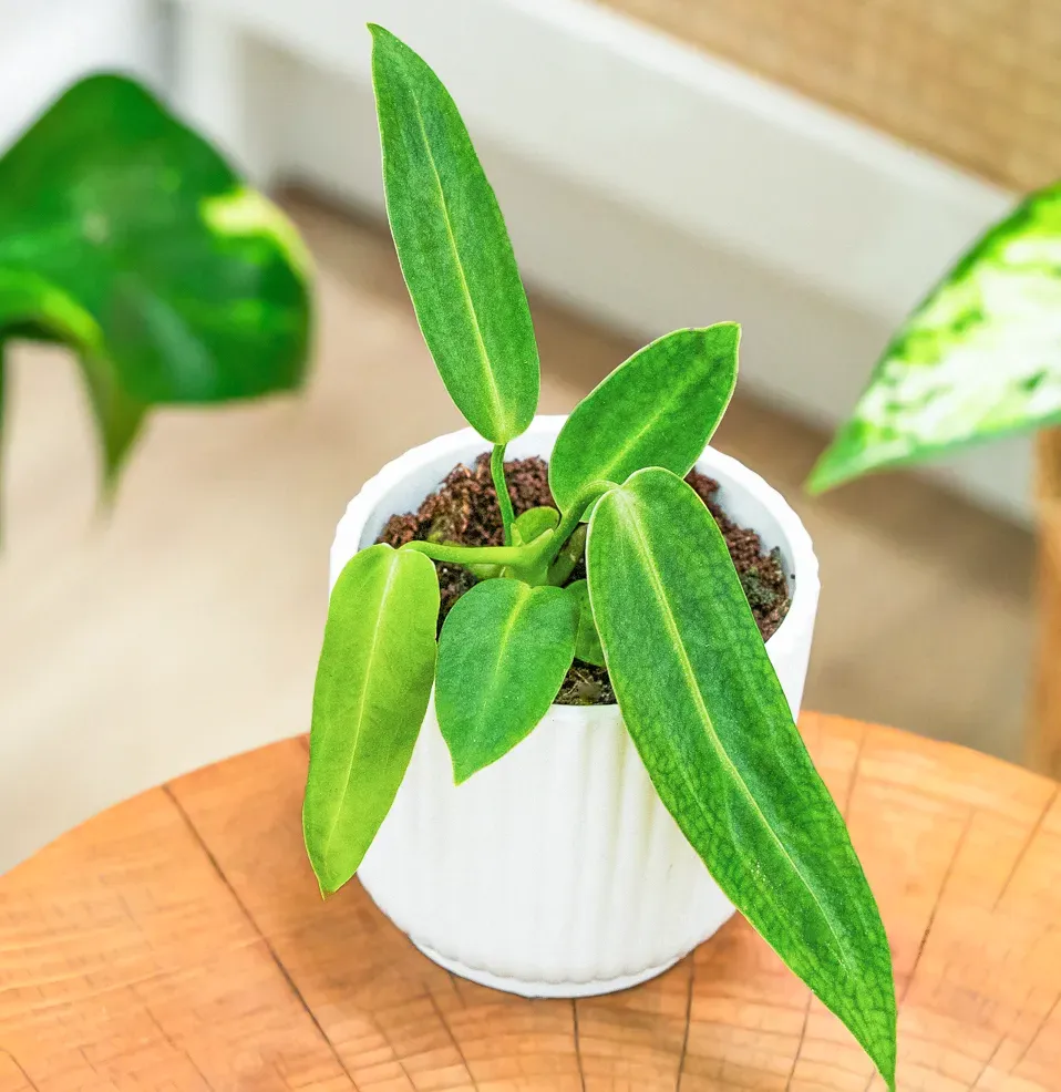 Anthurium warocqueanum ~ 15cm