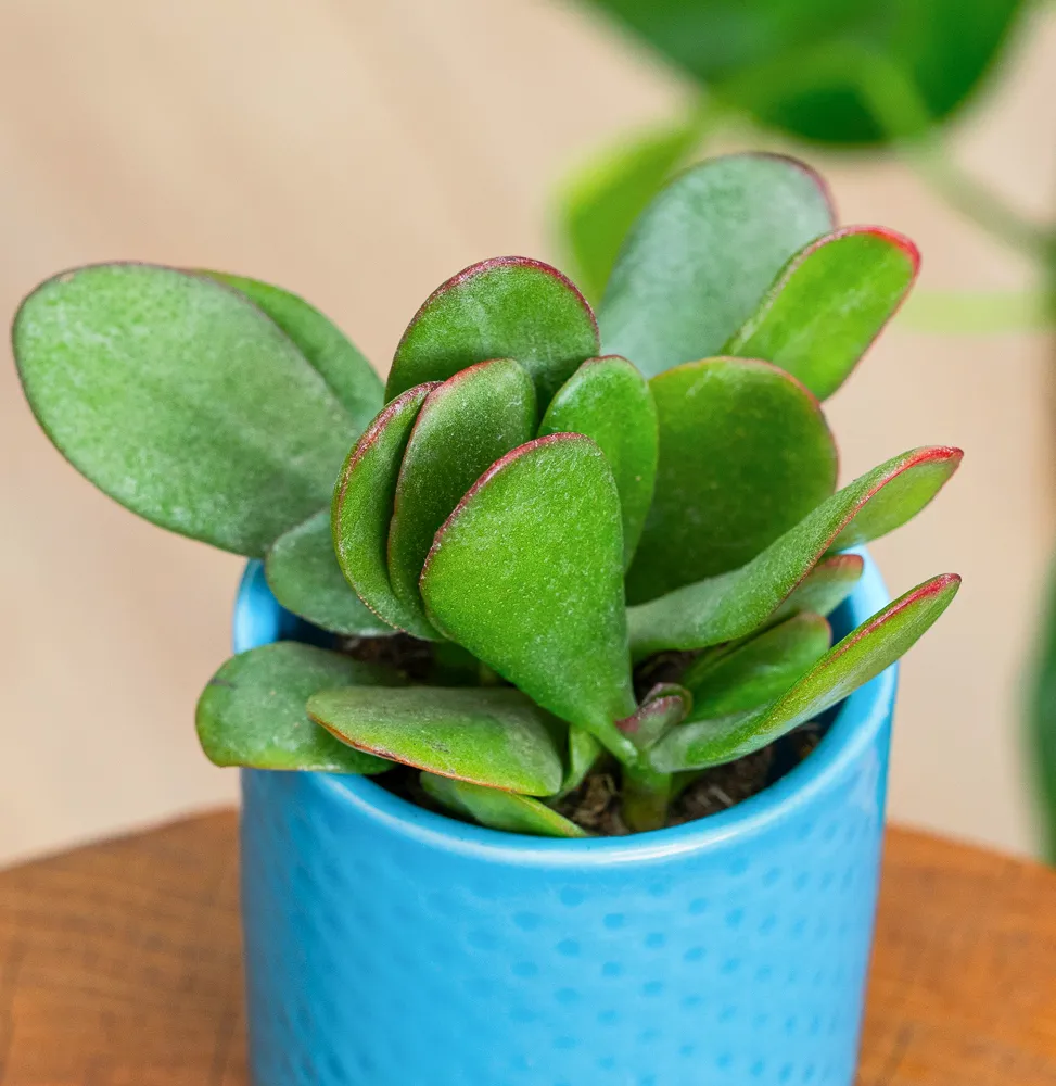 T. Succulent Form × Nizanda T'STROPICALS CC0043581.png T. Succulent Form × Nizanda T'STROPICALS CC0043581.png