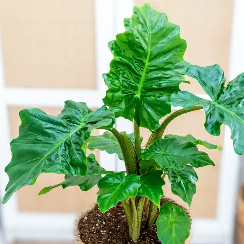 Alocasia 'Low Rider' ~ 60cm