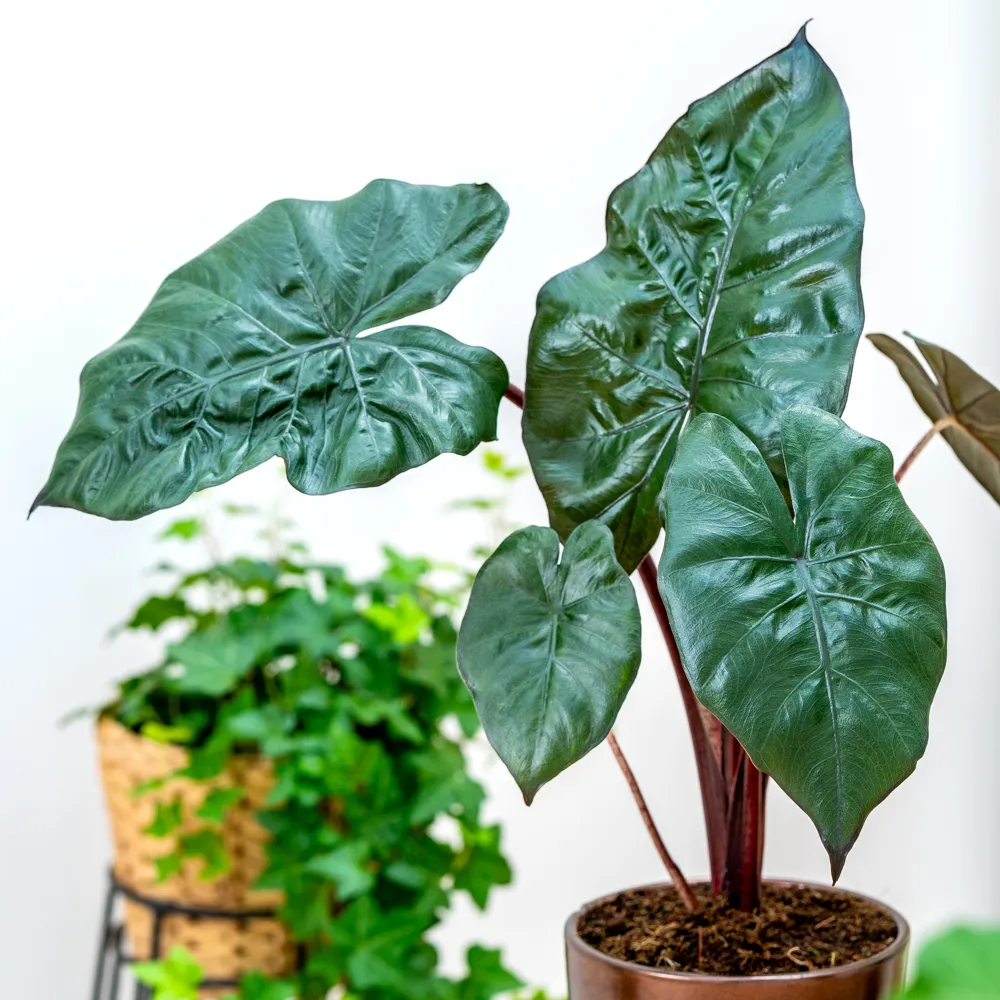 Alocasia sarawakensis 'Yucatan Princess' ~ 45cm