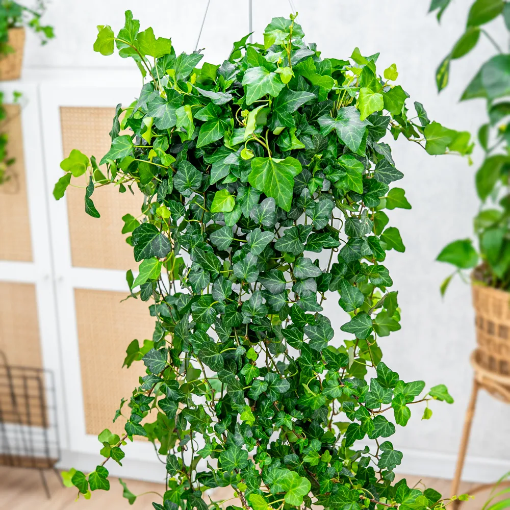 Hedera helix 'Wonder' ~ 90cm - Sklep z rolinami CocaFlora