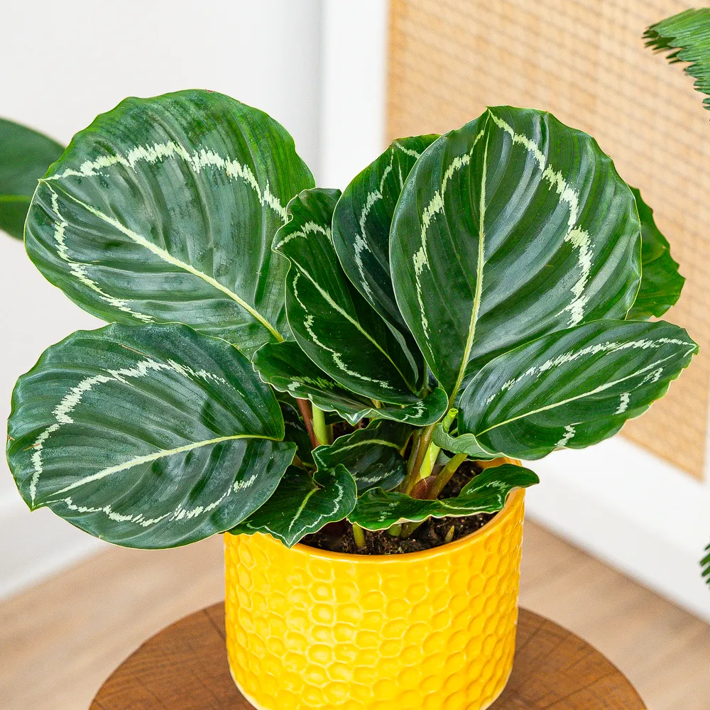 Calathea roseopicta 'Green' ~ 30cm
