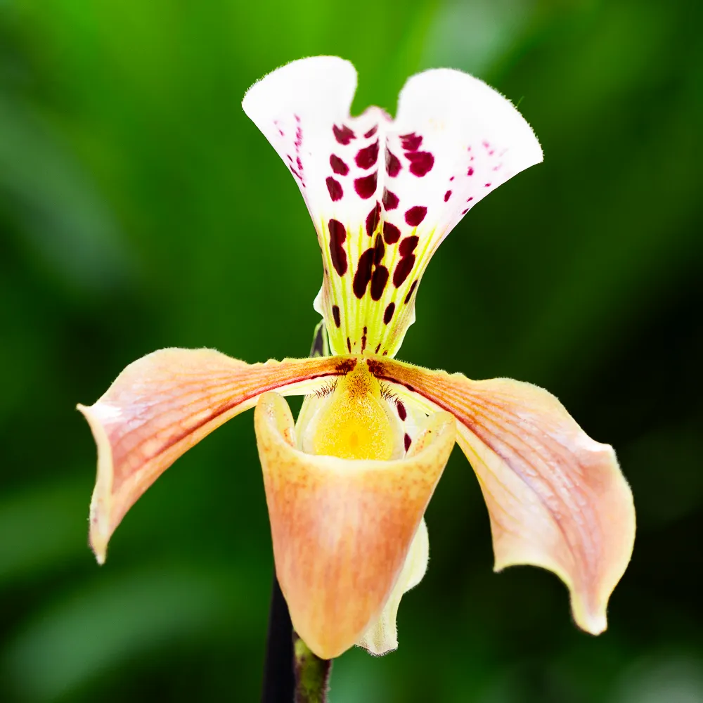 Paphiopedilum gratrixianum ~ 25cm