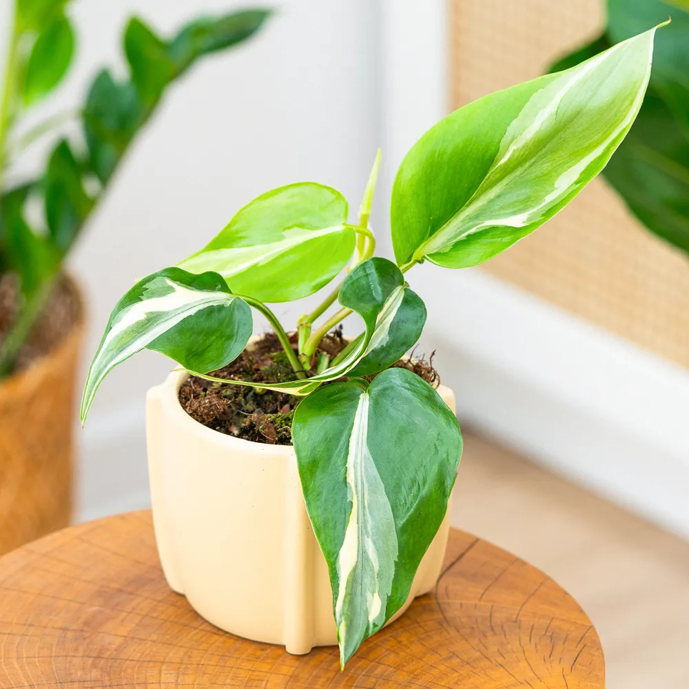 Philodendron hederaceum 'Rio' ~ 20cm - Sklep z rolinami CocaFlora