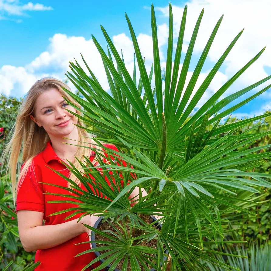 Trachycarpus fortunei - Mrozoodporna Palma ~ 80cm