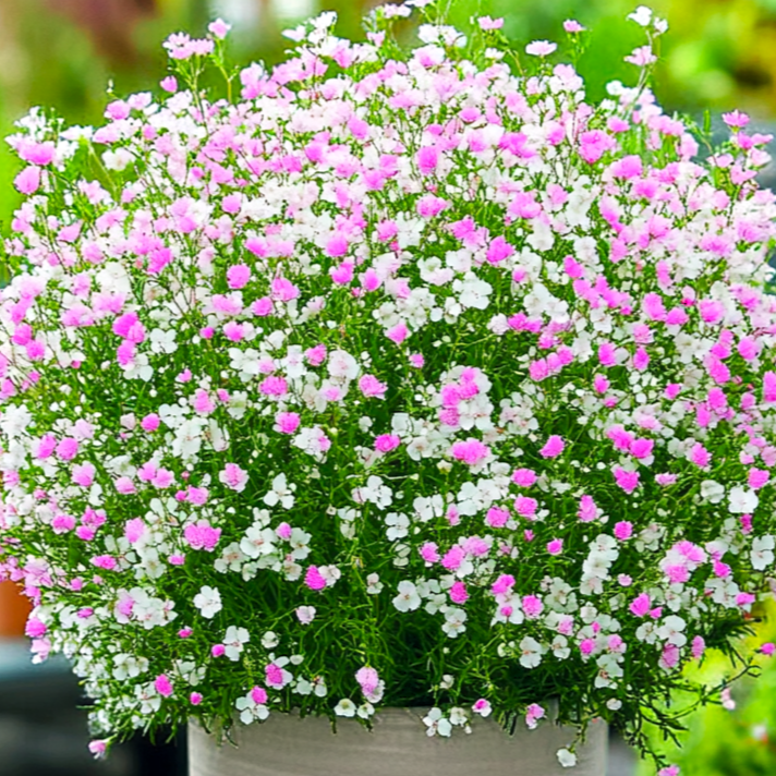 Gypsophila repens 'White - Rose' - Gipsówka rozesłana ~ 20cm
