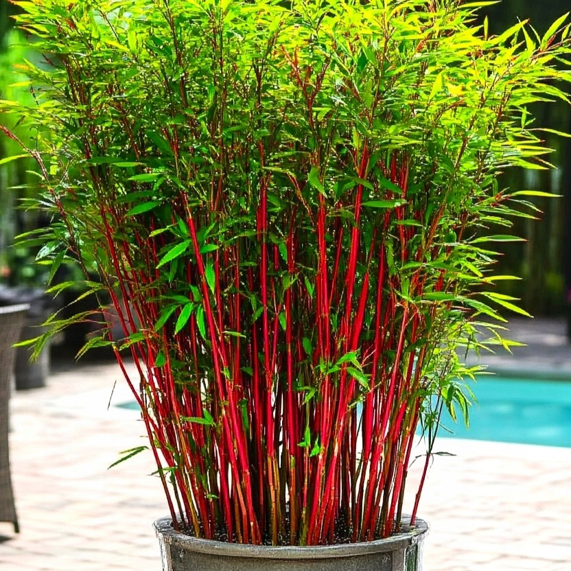 Fargesia 'Red Dragon' - Czerwony bambus ~ 25cm