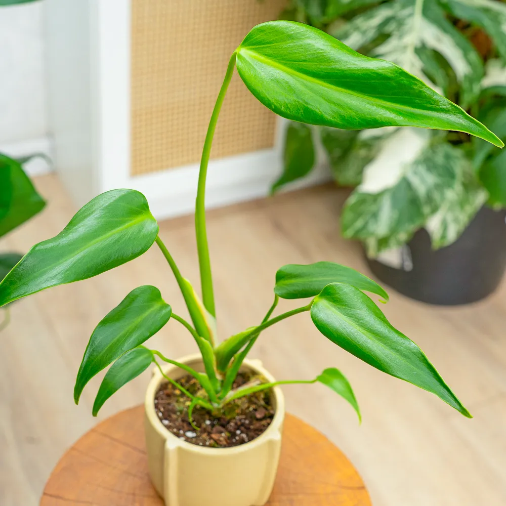 Monstera 'Burle Marx Flame ~ 15cm