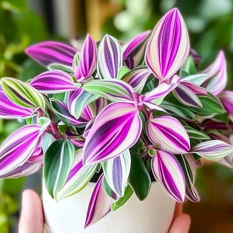 Tradescantia 'Nanouk' ~ 6cm