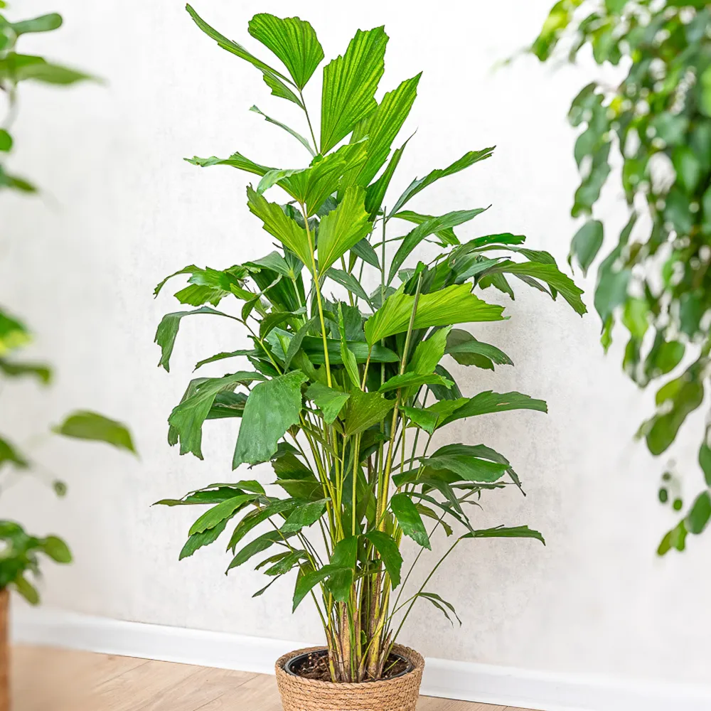 Caryota mitis ~ 100cm