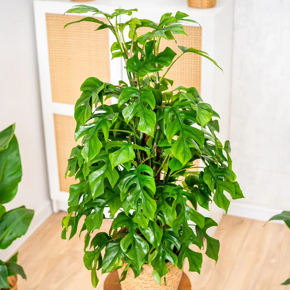 philodendron malay Philodendron Golden Goddess - House Plants Delivery Toronto