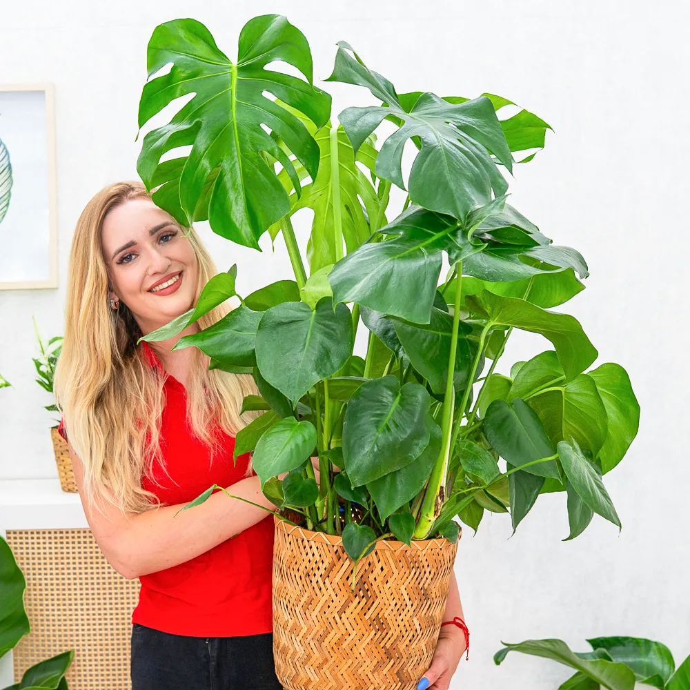 Monstera deliciosa ~ 75cm - Sklep z rolinami CocaFlora