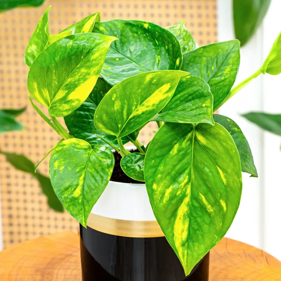 Epipremnum pinnatum 'Aureum' ~ 25cm