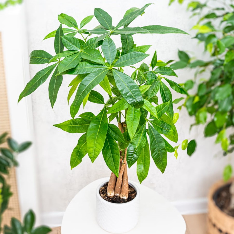 Pachira aquatica - drzewko szczęścia ~ 70cm