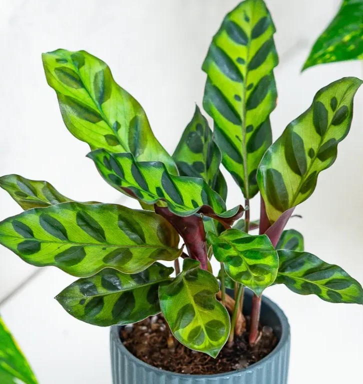 Calathea 'Lancifolia' ~ 10cm