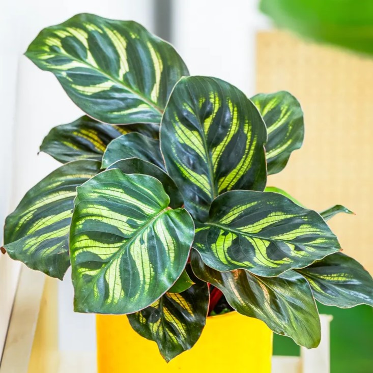 Calathea 'Makoyana' ~ 10cm