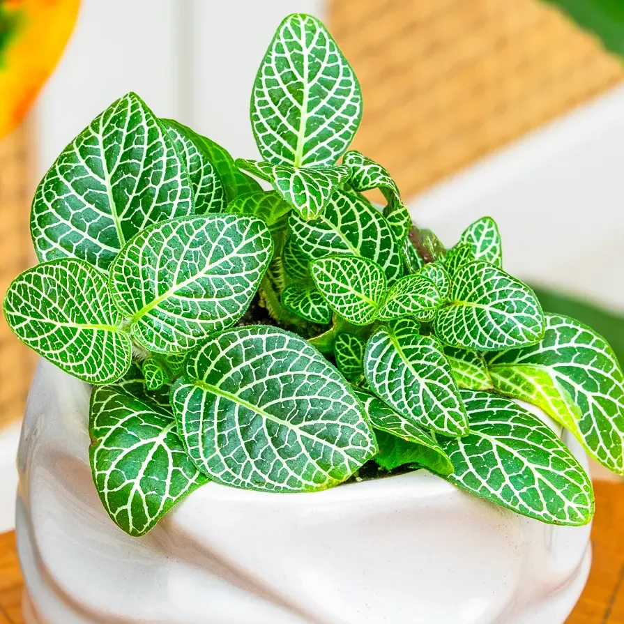 Fittonia verschaffeltii 'Mini White' ~ 6cm